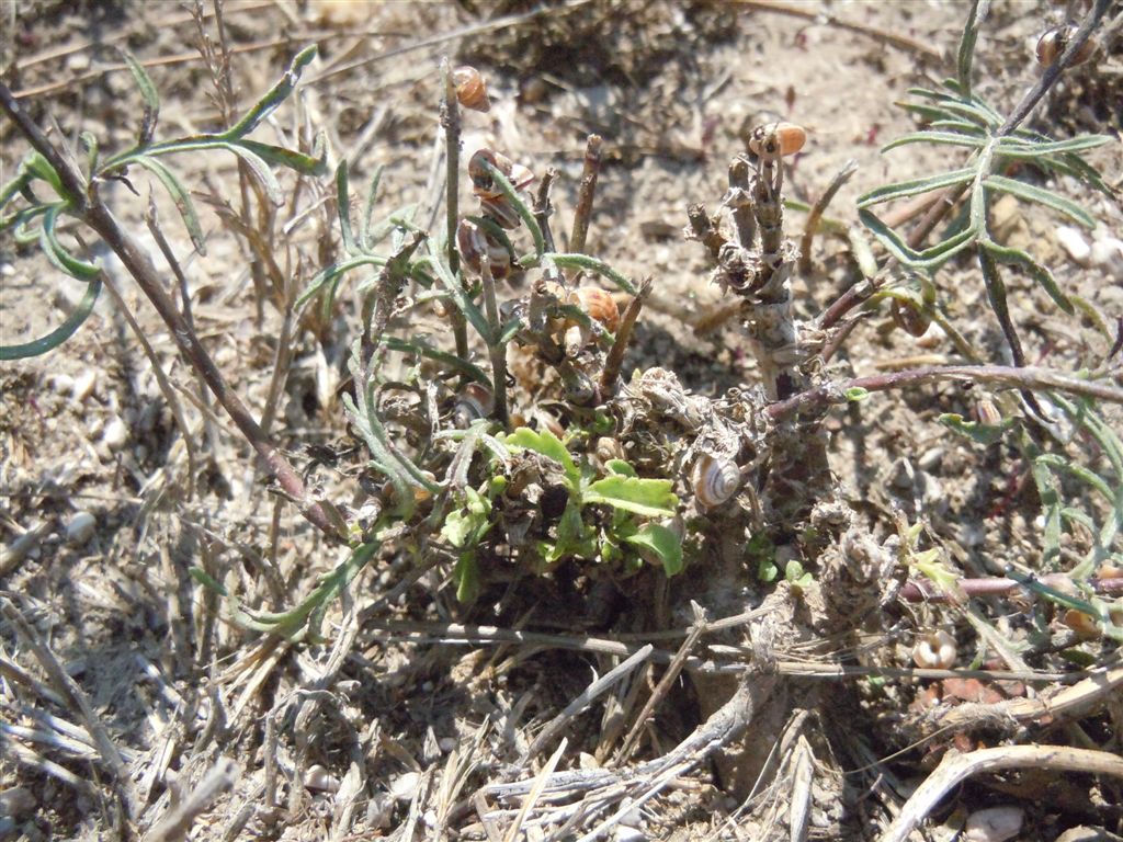 Caprifoliaceae - Scabiosa sp.